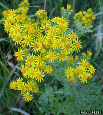 ragwort